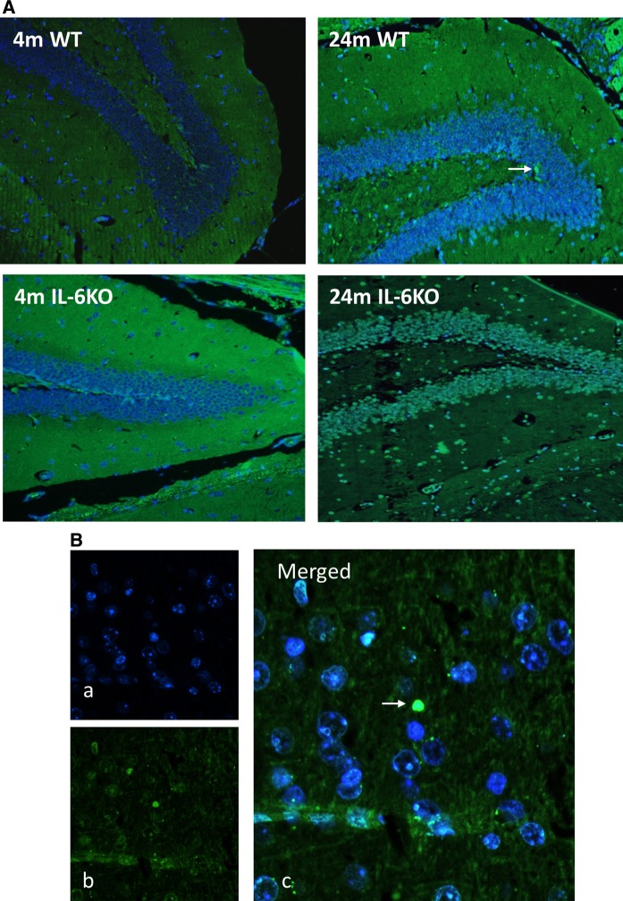 Fig. 3