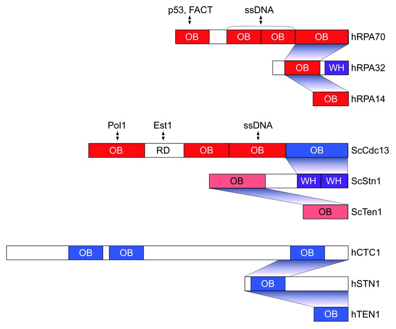 graphic file with name nucl-4-277-g1.jpg