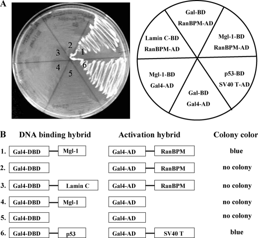 FIGURE 1.