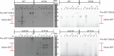 Figure 4—figure supplement 4.