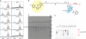 Figure 4—figure supplement 1.