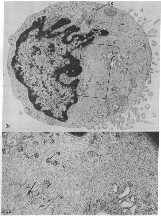 graphic file with name pnas00058-0301-a.jpg