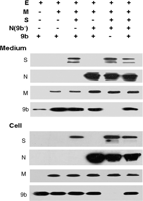 Fig. 5