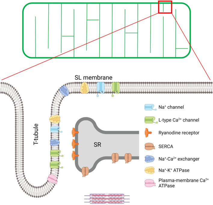 FIGURE 1