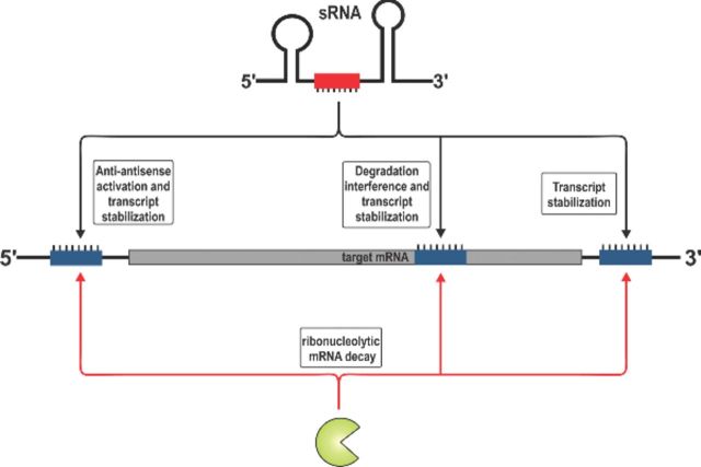 Graphical Abstract Figure.