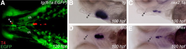 Fig. 8.