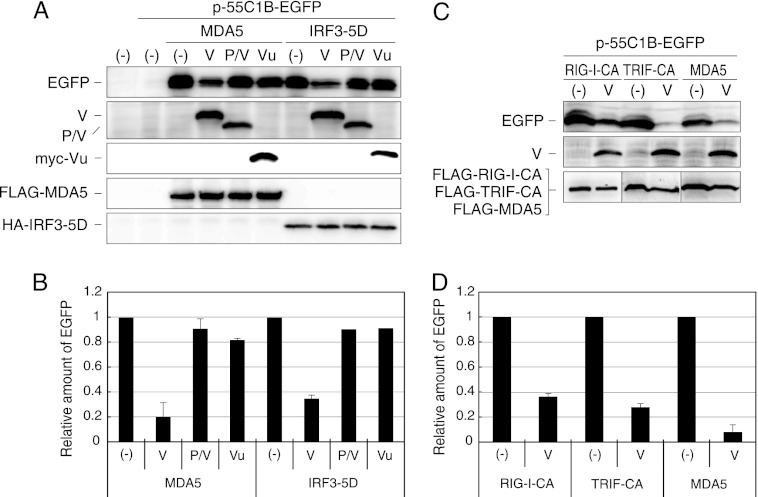 Fig 6