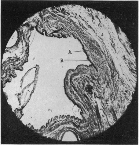 FIG. 31.