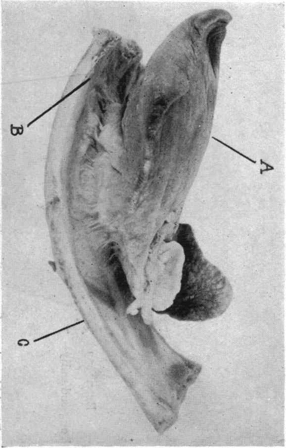 FIG. 27.