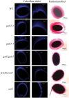 Fig 13