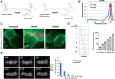 Figure 1. Structure and characteristics of nIR dye–tethered Hsp90 inhibitor HS196. A, Chemical structures of HS196 and HS199. B, Absorption and emission peak of HS196. C, Fluorescence microscope analysis of HS196 uptake by PC-3 prostate cancer cells in vitro. PC-3 cells cultured in glass-bottomed dish were incubated with HS196 or HS199 (10 μmol/L in medium) for 1 hour, washed with the medium, and then fixed with 5% formalin for 30 minutes. WGA Alexa Fluor 488 membrane dye was applied to the dishes to stain cell membrane. Images were acquired using Zeiss LCM880 Confocal Laser Microscope. Membrane: green, nIR: red. Scale bar: 10 μm. D, Detection of the nIR signal of HS196-labeled cancer cells by flow cytometry. PC-3 cells were labeled with HS196 at 0, 1, 3, 10, 30, or 100 μmol/L for 30 minutes, and then washed with PBS three times. Cells were acquired by LSRII flow cytometry machine. Percentage of nIR-positive cells is shown in each histogram and median fluorescence intensity in the graph (n = 4 for each concentration). Red laser (633 nm) and 780/60 detector were used. E, nIR signal detection of HS196-labeled PC-3 cells in vivo. PC-3 cells were labeled with HS196 (10 μmol/L) for 30 minutes, and then washed with PBS three times. Different number (10M, 3M, 1M, 0.3M, 0.1M, and 0.03M) of HS196-labeled PC-3 cells or nonlabeled PC-3 cells was resuspended in 100 μL saline and subcutaneously injected to the flank of SCID-beige mice (yellow arrow: HS196-labeled PC-3, green arrow: nonlabeled PC-3). nIR signals were assessed for 3 injection sites of HS196-labeled PC-3 cells for each cell numbers by LI-COR Pearl (800-nm channel). Mean fluorescence signals are shown on the right. Error bar: SD.
