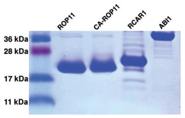 Figure 5