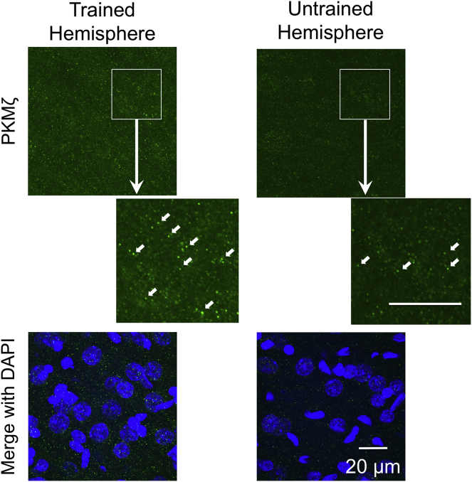 Figure 3