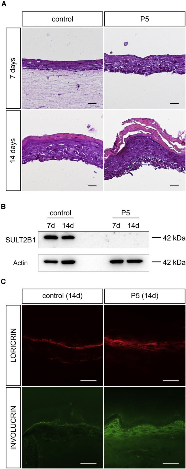 Figure 6