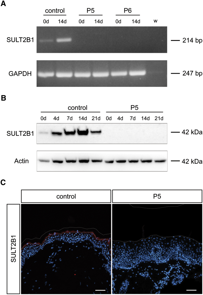 Figure 4