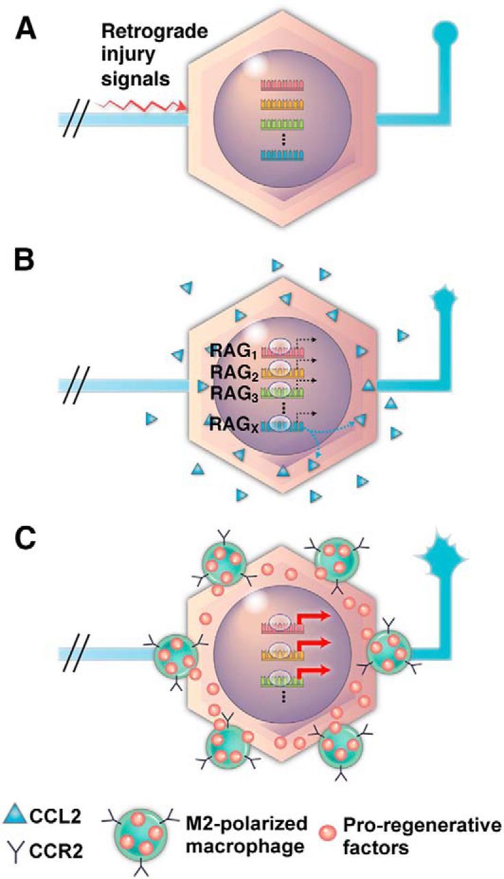 Figure 11.