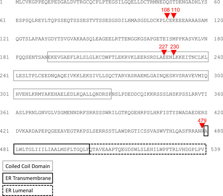 Figure 2—figure supplement 1.