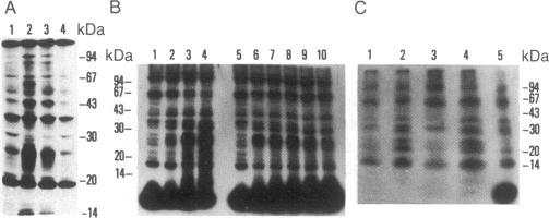 graphic file with name pnas00267-0014-a.jpg