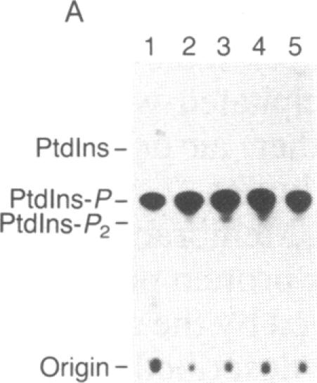 graphic file with name pnas00267-0014-c.jpg