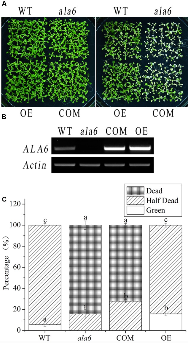 FIGURE 4