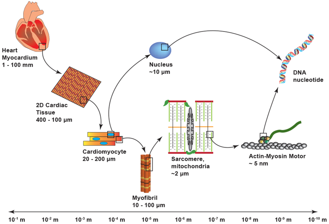 Figure 1: