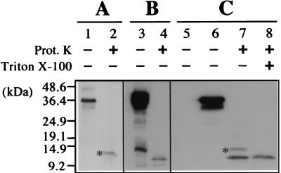 FIG. 2.