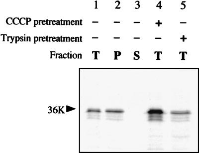 FIG. 5.