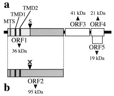 FIG. 1.