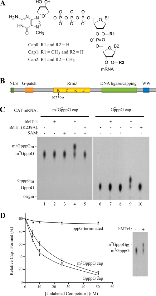 FIGURE 1.