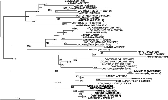 Figure 1. Phylogenetic relationships among Arabidopsis and rice MYB proteins. The numbers at nodes represent bootstrap values obtained after 1000 replicates. AtMYB4 is specified as an outgroup. MYB proteins targeted in this study are noted in bold type. The prefixes At and Os indicate Arabidopsis and rice proteins, respectively. Note that not all MYB proteins in the Arabidopsis and rice genomes are shown. The GenBank accession numbers are given in parentheses after gene names. Rice gene names are based on Hirano et al. (2013b), Zhao and Bartley (2014), and Noda et al. (2015).