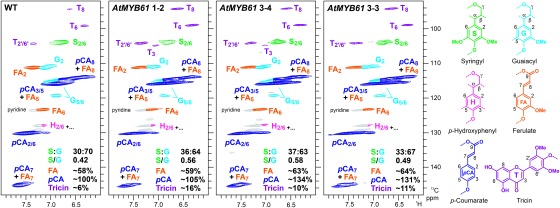 Figure 3. Aromatic subregions of short range 1H–13C correlation (HSQC) NMR spectra of cell wall samples isolated from wild-type (WT), and AtMYB61-overexpressing rice plants. Volume integrals are given for the aromatic units that are color-coded to match their assignments in the spectrum. The percentages reported are integrals relative to total of G and S aromatic units.