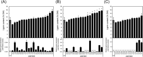 Figure 2. Relative gene expression rate (lower panels) and lignin content (upper panels) in the culm of wild-type (WT) and AtMYB-overexpressing rice plants. (A), AtMYB55-, (B), AtMYB61-, and (C), AtMYB63-overexpressed rice plants. Each value in the lower panels is the mean of three replicates±SD, and expressed relative to the expression of OsUBQ5. ND, Not Detected; *, Significant difference (Student’s t-test; p<0.05); DW, dry weight.