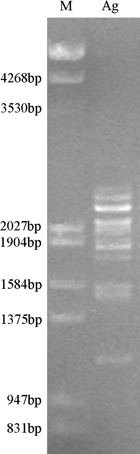 Fig. 1