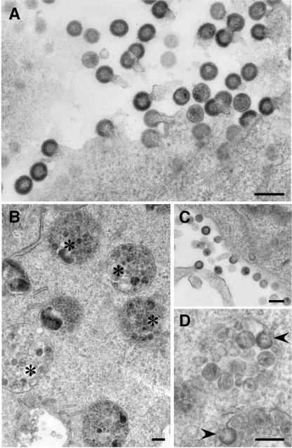 FIG. 5.