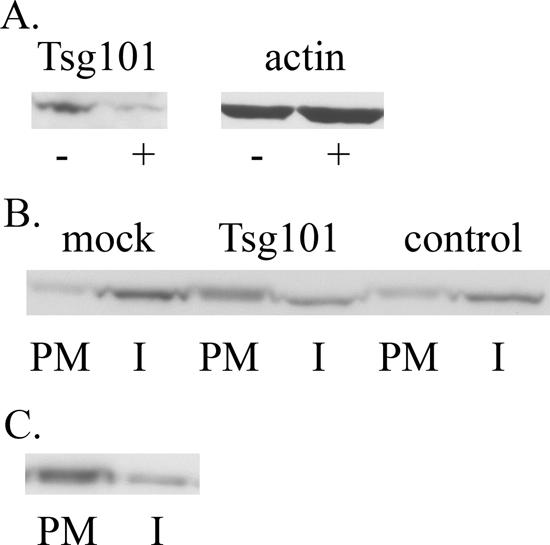 FIG. 6.