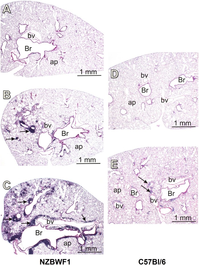 Fig 5