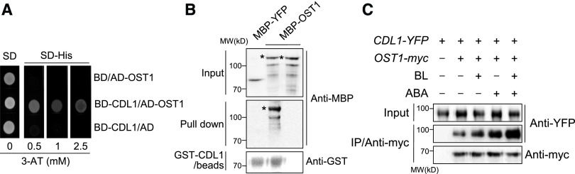 Figure 4.