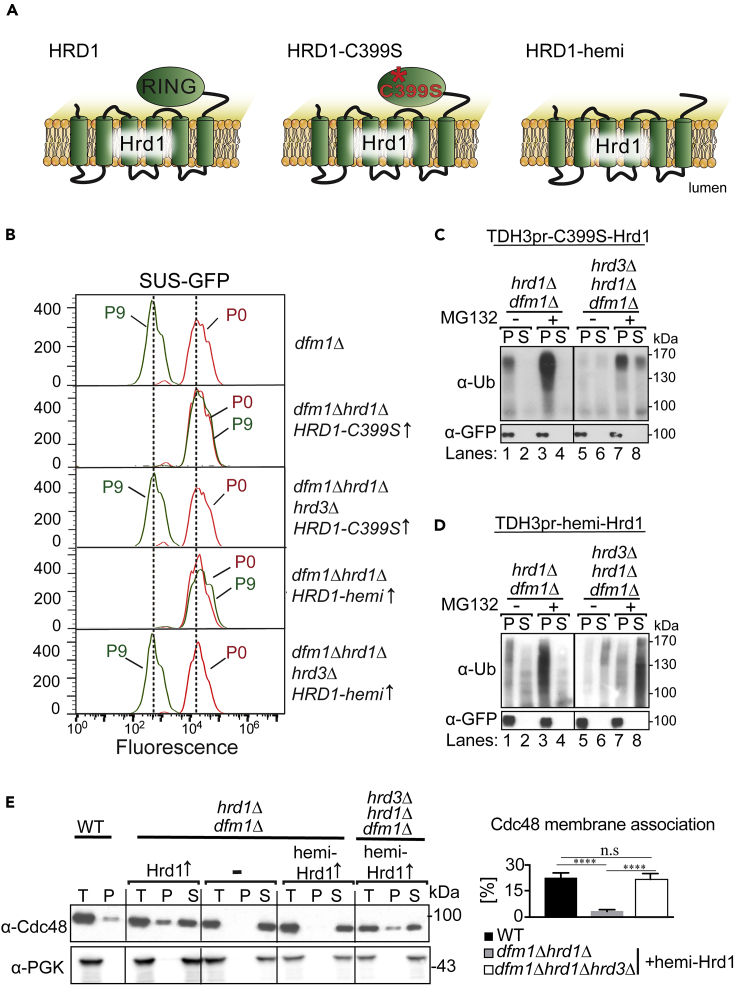 Figure 5