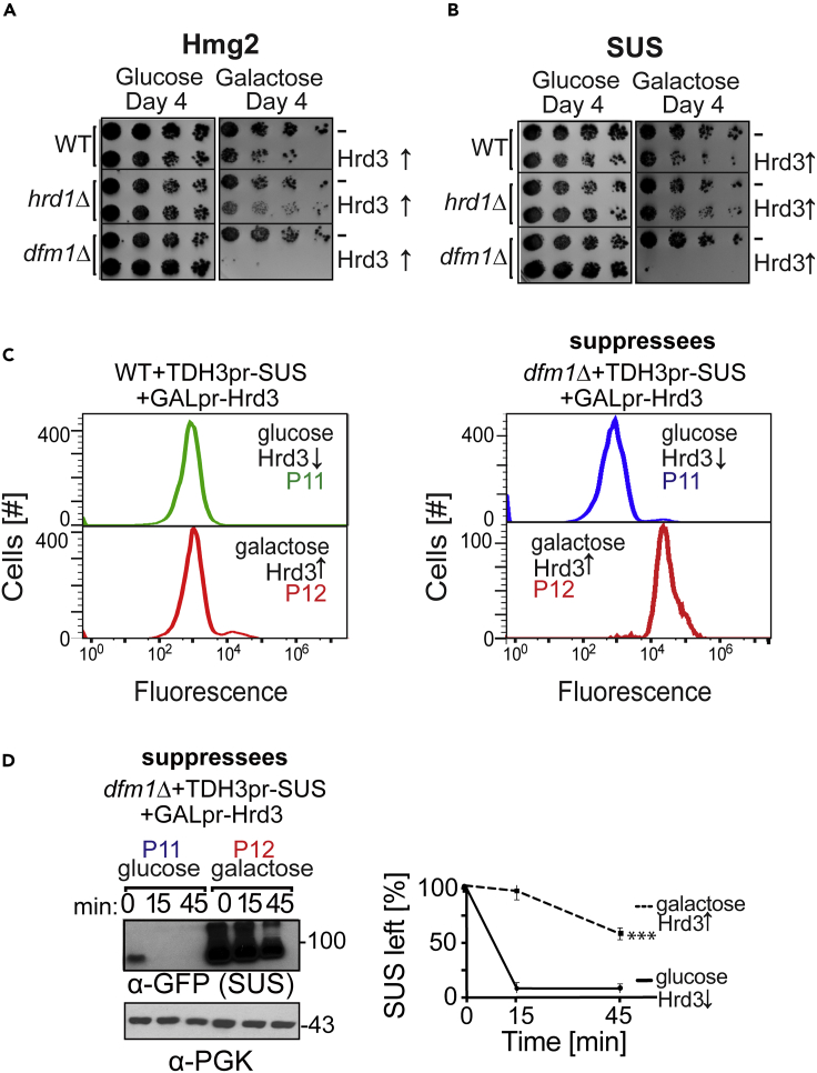 Figure 4