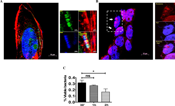 Fig 6