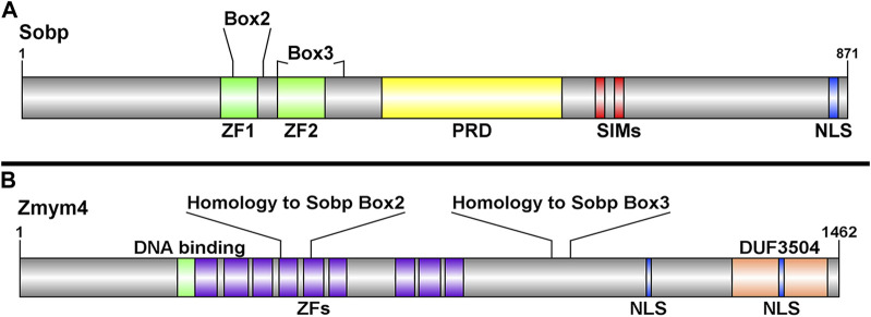 FIGURE 1