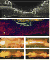 Fig. 7