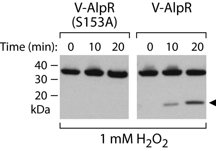 Fig. S4.