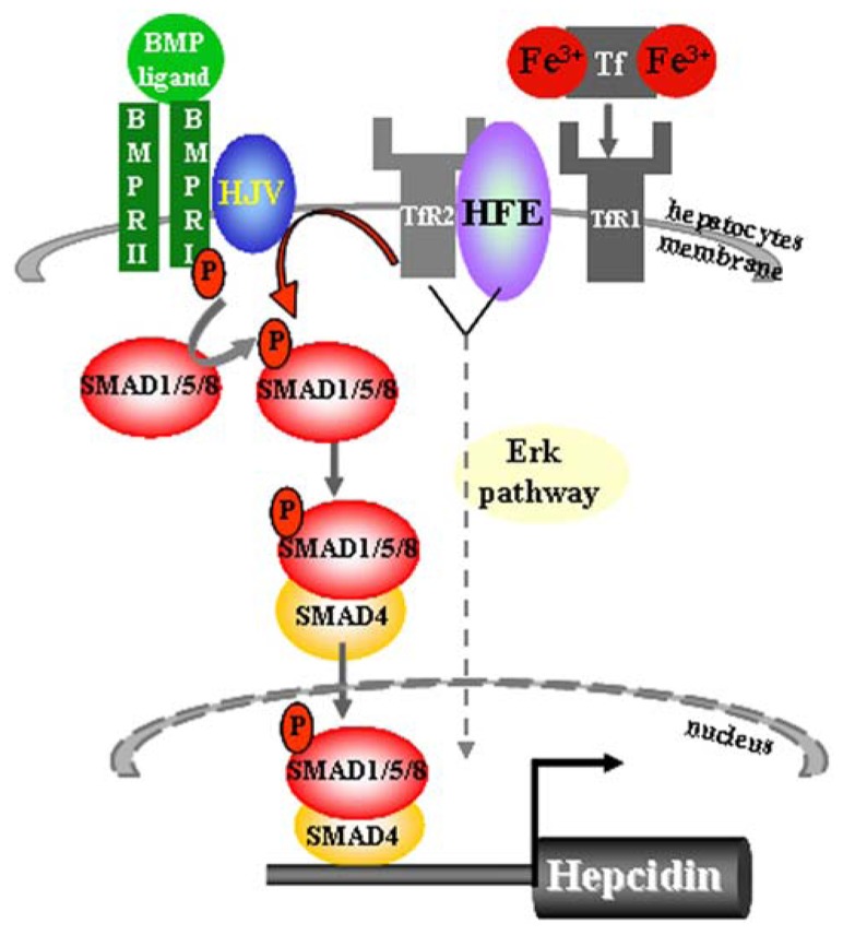 FIGURE 1