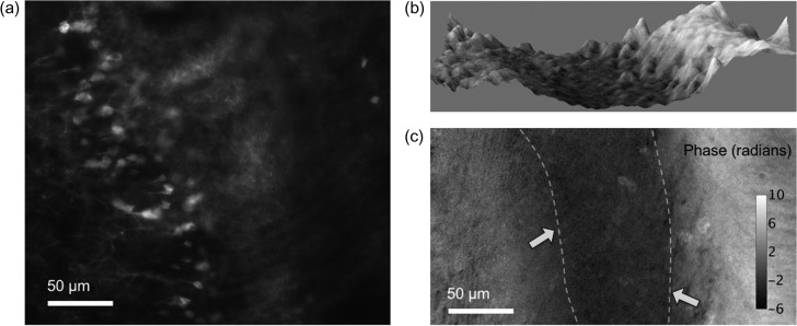 Fig. 9.