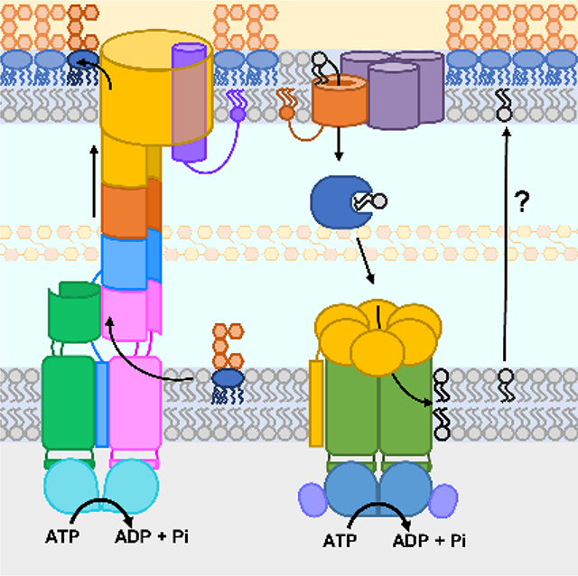 graphic file with name nihms-1628356-f0001.jpg