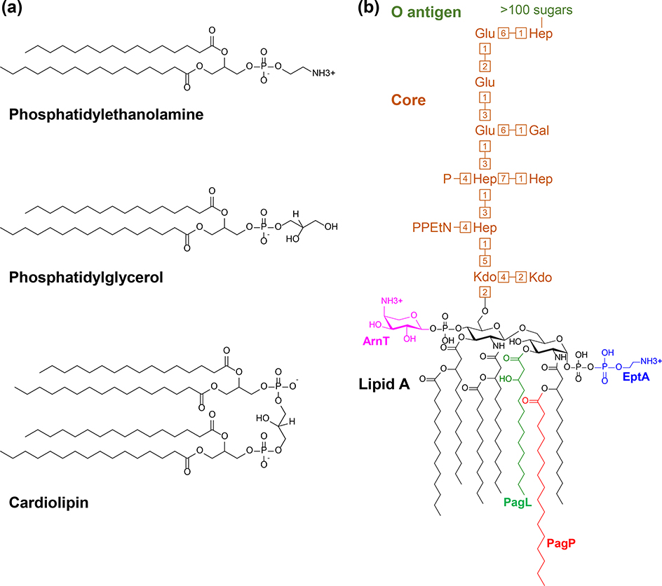 Figure 1: