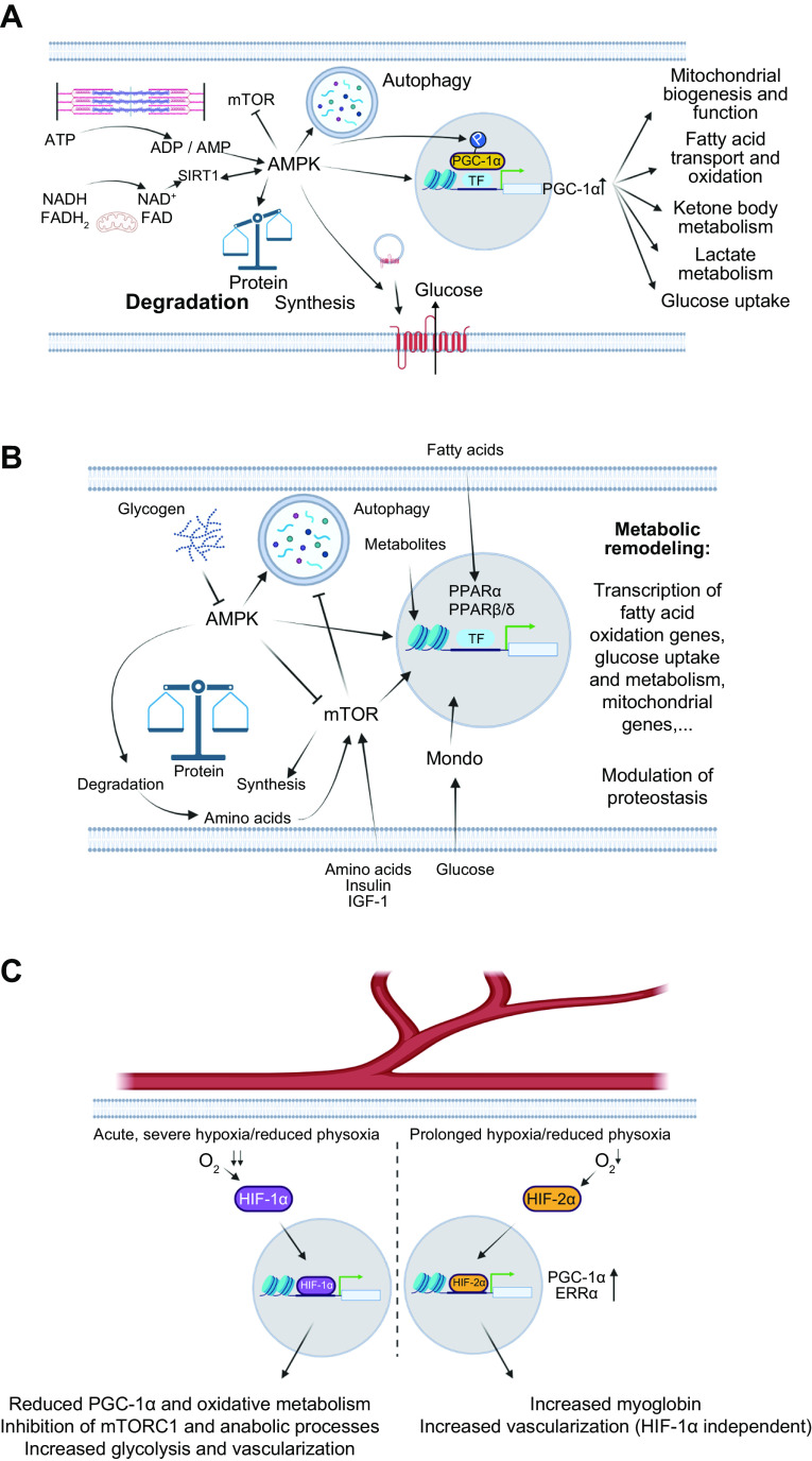 FIGURE 14.