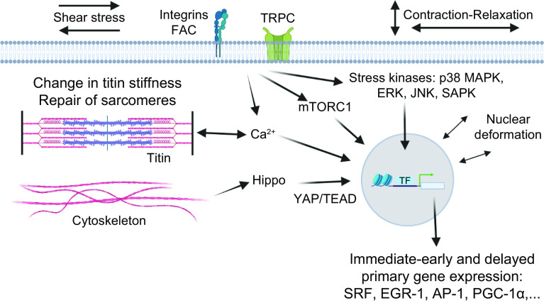 FIGURE 12.