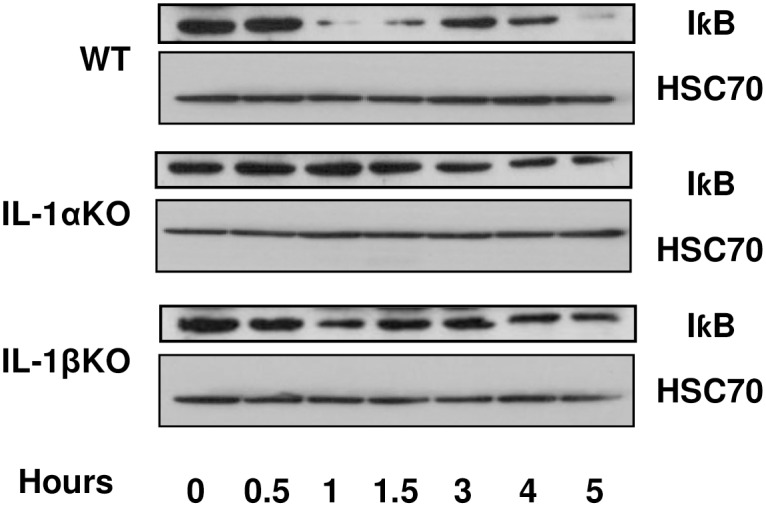 Fig 5